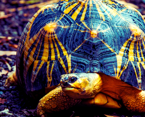 Turtle's Pace | Poems about Life