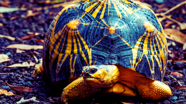 Turtle's Pace | Poems about Life