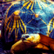 Turtle's Pace | Poems about Life